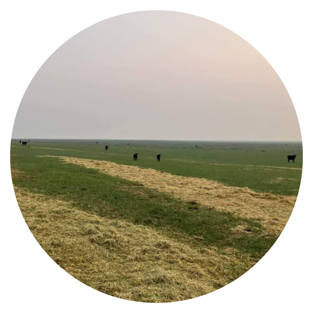 Bale Grazing Residue