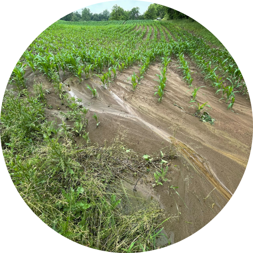 Corn Belt Cover Crop Selection