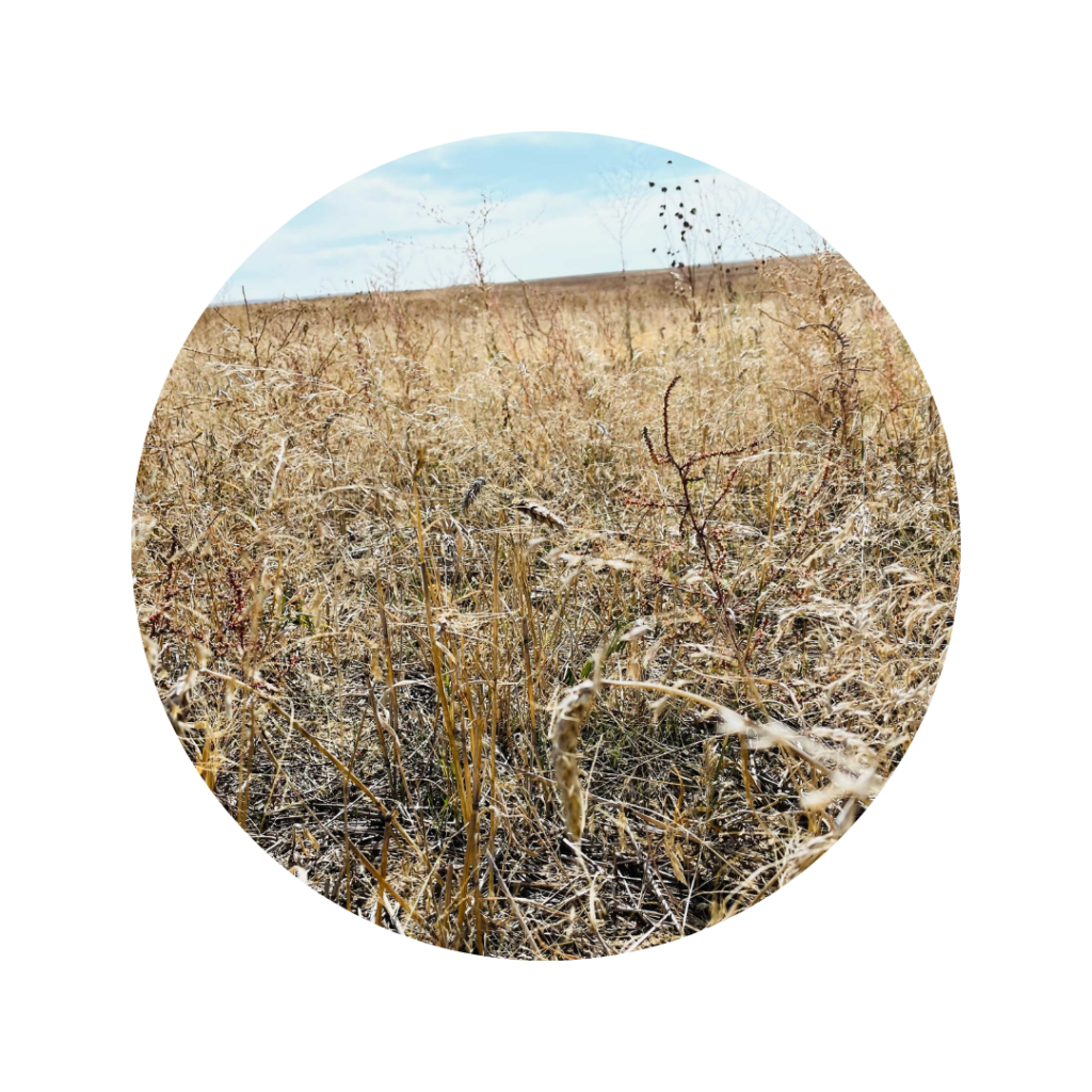 1 year old seed pasture in South Dakota