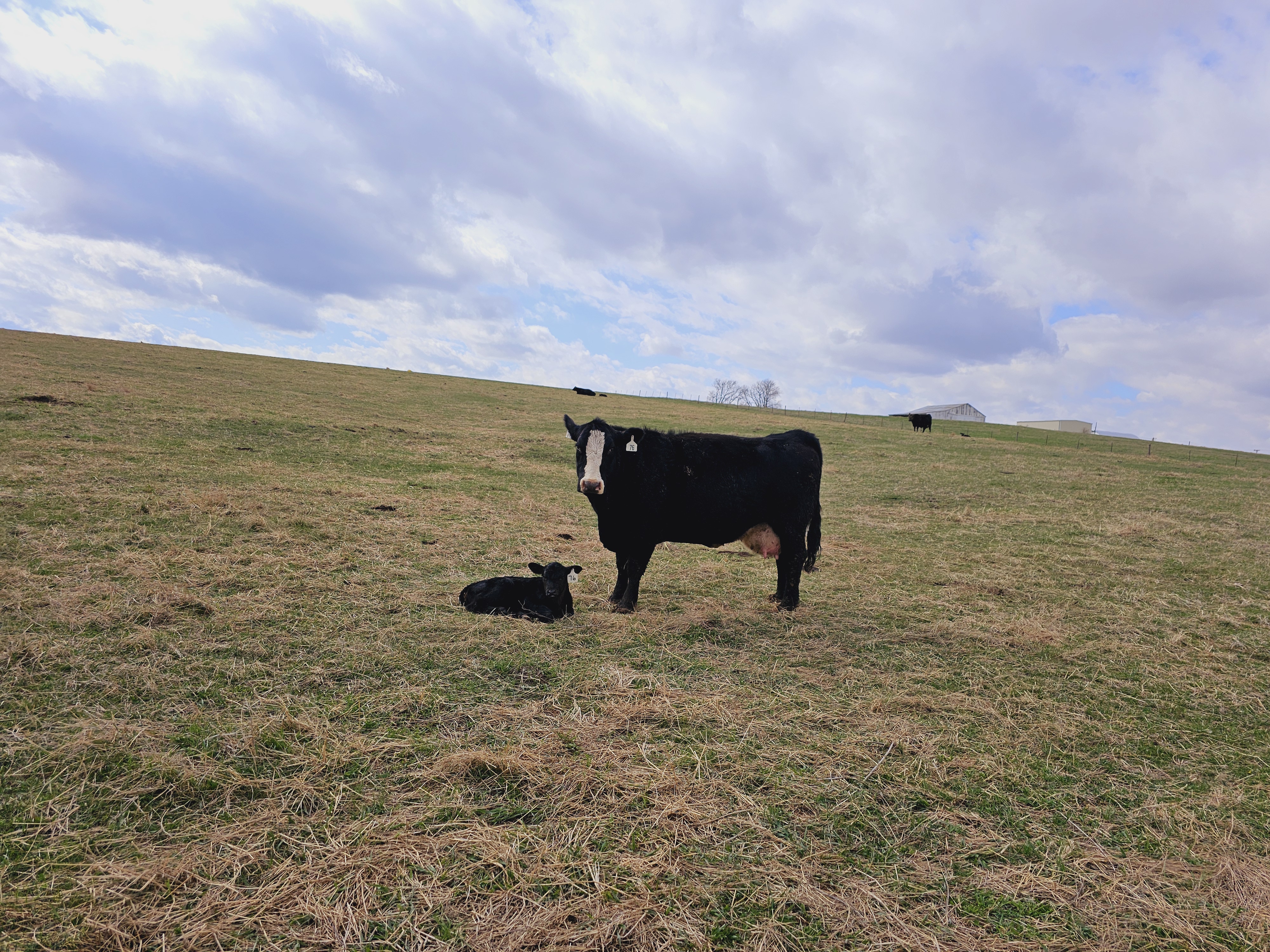 Fertilized pasture northern Missouri with baldy cow and her calf