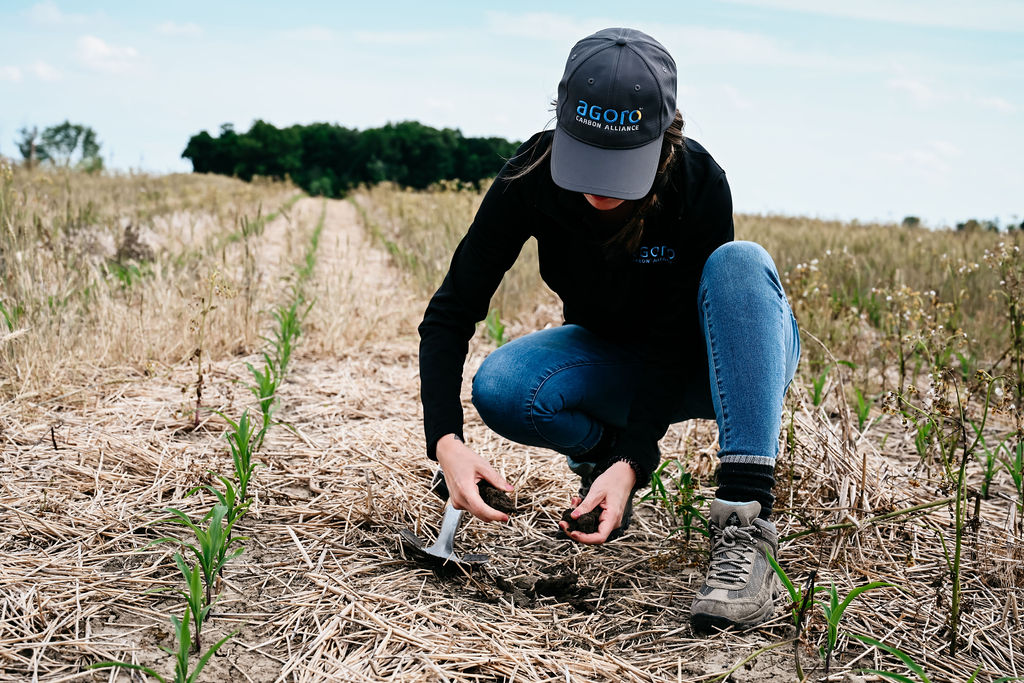 Female farmer analyzing soil health within a corn field planted with cover crops
