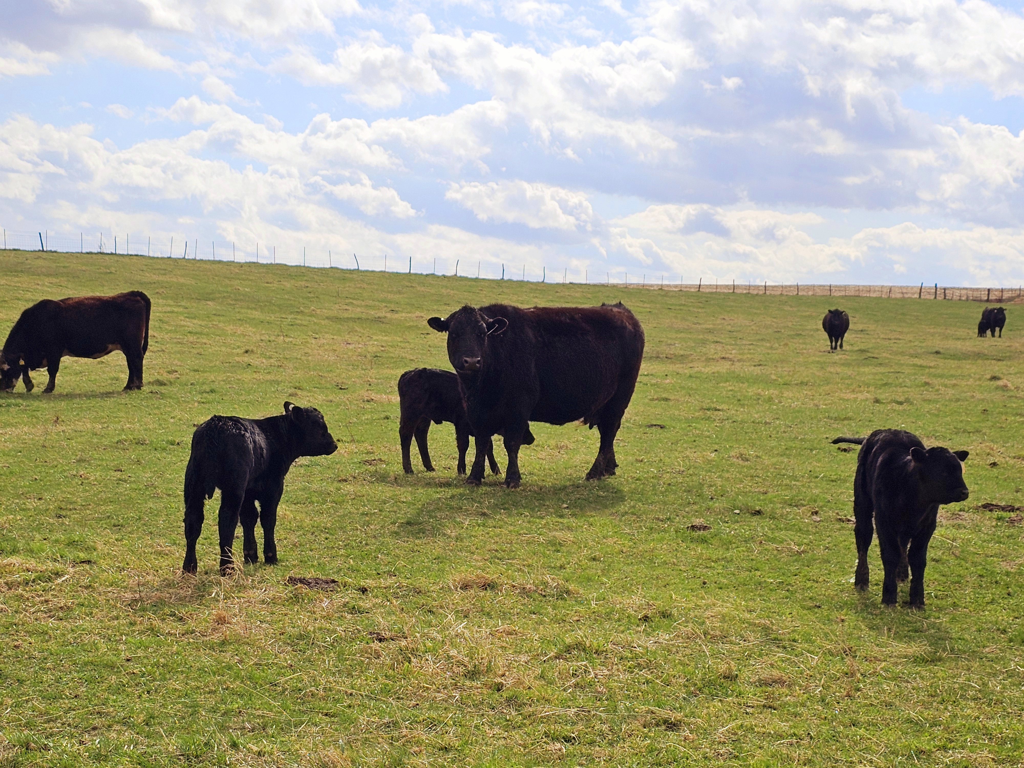 Herd of Angus cows and calves in a green pasture in Northern Missouri grazing in early spring at Lundquist Farms