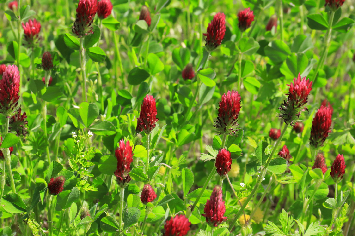 Patch of Red Crimson Clover
