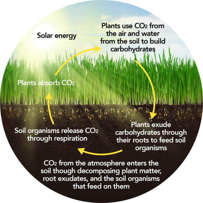 Measuring Soil Carbon Content